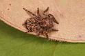 Servaea_vilosa_D8000_Z_88_North Stradbroke island_Australie